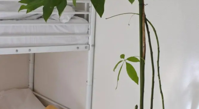 Кровать в общем номере (женский номер) Guest House M104 Kagoshima