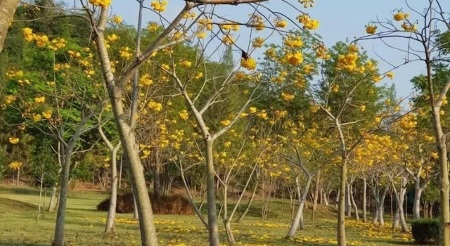 Номер Standard Suan Phueng Pa Wai Resort