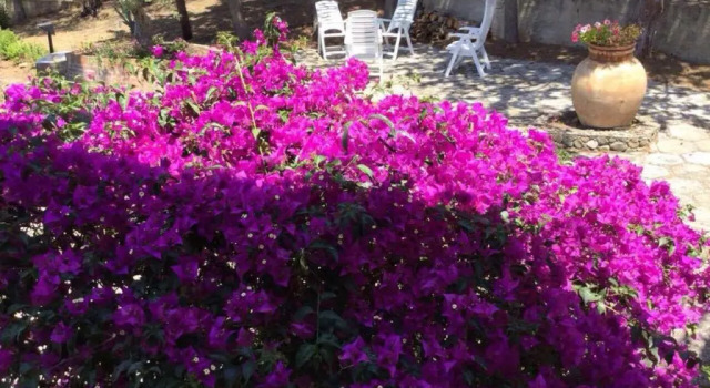 Коттедж Villa Bouganvilla