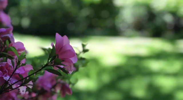 Коттедж Tyntynder Garden Cottage 4