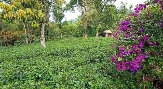 Chalona Jungle Eco Stay