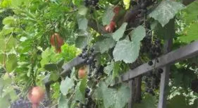Summer Garden, Book Guesthouse Hotels in Tbilisi Region with a Pool, Swimming Pool