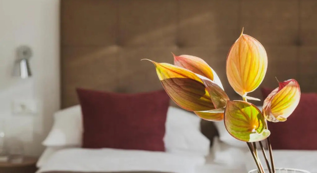 Одноместный номер Standard Hotel Magdalener Hof