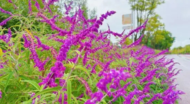 Chengjiang Meijingge Light Luxury Homestay, Prenota Hotel Hotel a Yunnan con parcheggio, Parcheggio