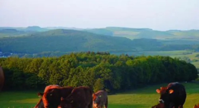 Ferienhof Stemler, 予約 ホテル オイレンビス Pfalz