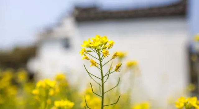 Banshan Xianke Inn, Varaa Hotelli Huangshan 