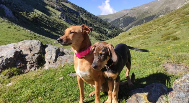 Номер Standard Hotel Vall de Núria
