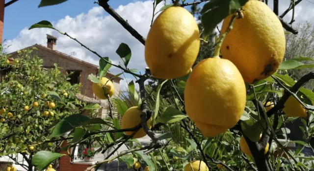 Апартаменты Casale San Martino Agriturismo Bio