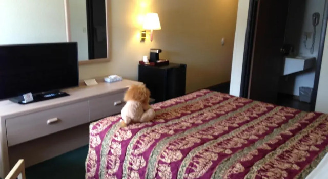 Одноместный номер Standard Kings Inn Cody