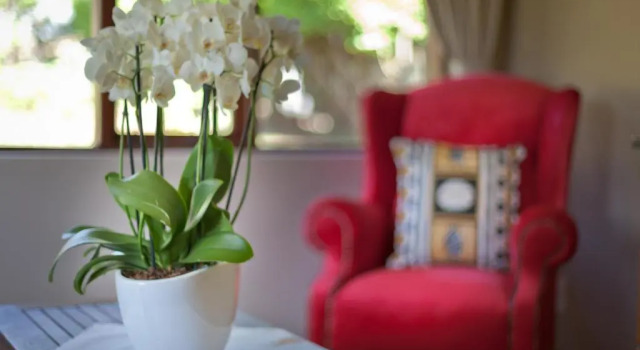 Люкс Twin Thorns Guesthouse