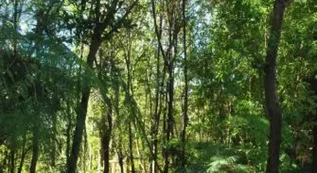 Chucao Bosque y Cabañas, Rezervovat Hotel Hotely v Los Lagos s parkováním, Parkování