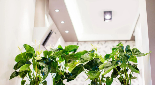 Mojito Apartments - Botanica