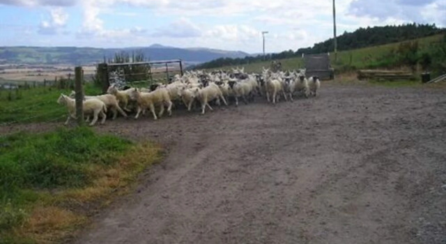 Northlees Farm, Đặt Nghỉ tại trang trại Perth Perthshire