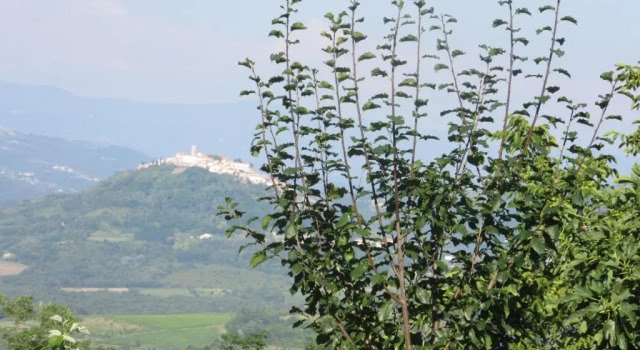 Студия Rural Apartments Ritossa