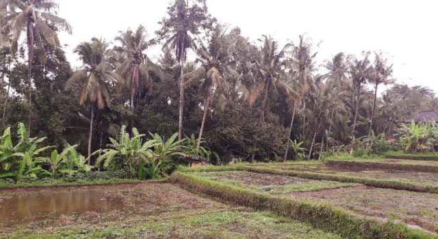 Люкс Galang hari villa