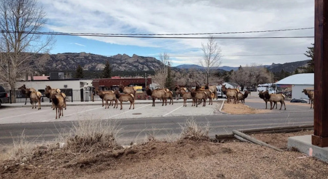 Номер Standard O'deer Cabin - Pet Friendly - Estes Park -- Ev#3241 2 Bedroom Cabin by RedAwning