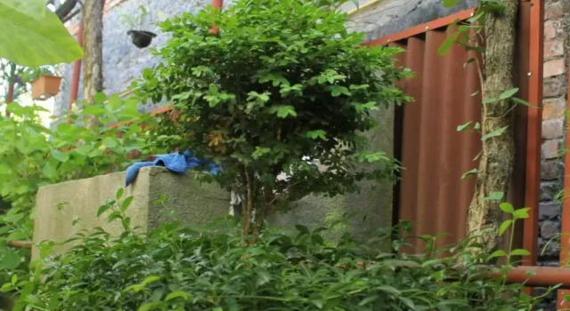 The Kiwi Guesthouse