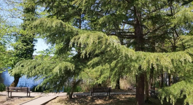 Номер Standard Geo Palace Kolkheti National Park