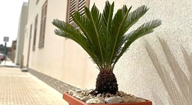 B&B La CYCAS, Buchen Sie Bed & Breakfast Hotels in Sizilien mit Frühstück, Frühstück
