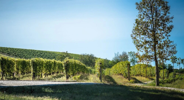 Agriturismo Rivetto, Buchen Sie Hotel Serralunga d'Alba Langhe