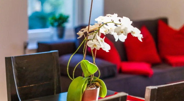Апартаменты Apartment Zittera