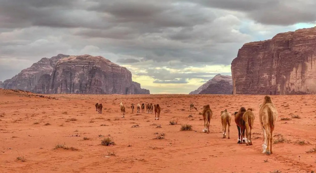 Wadi rum camp with tour, Prenota Campeggio Hotel a Aqaba con parcheggio, Parcheggio