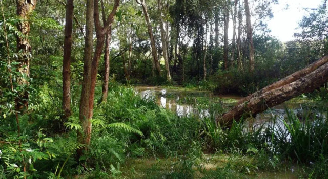 Номер Standard Glasshouse Mountains Ecolodge