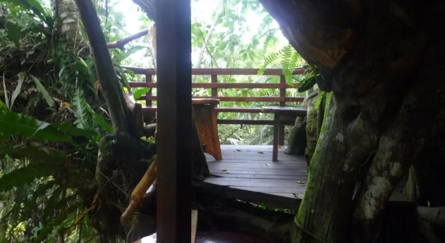 Topos Tree House