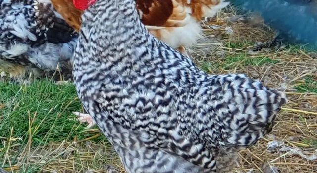 Номер Standard Dartmoor Reach Alpaca Farm