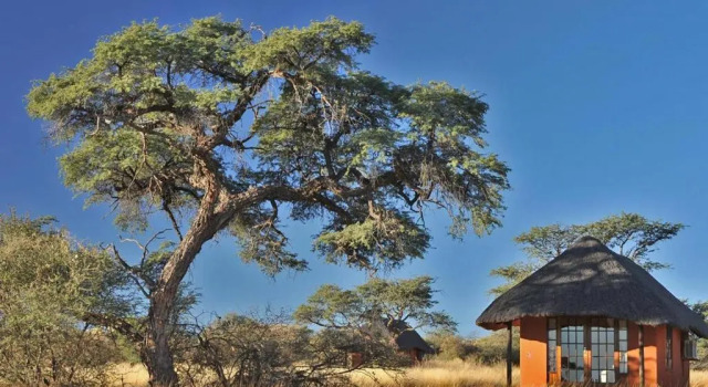 Двухместный номер Standard Camelthorn Kalahari Lodge