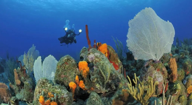 Номер Standard Golden Rock Dive and Nature Resort