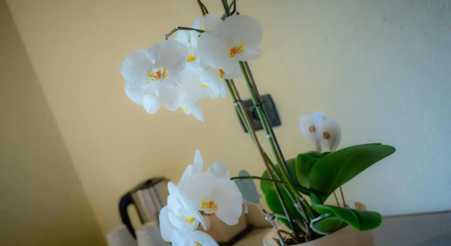 Номер Standard VillAmour Boutique Hotel & SPA