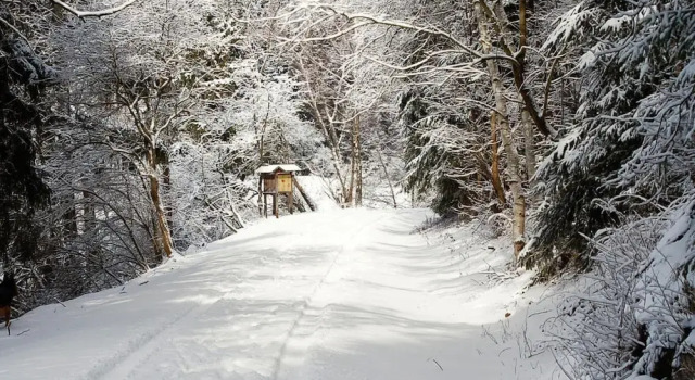 Log Cabin in Hasselfelde Near Harzer-hexen-stieg, Book Hotel Hasselfelde Saxony-Anhalt
