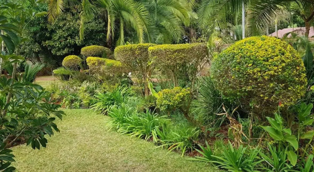 Palm villa