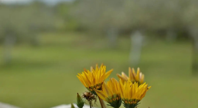 Вилла Zeusplace Olympus Olive Country House 3