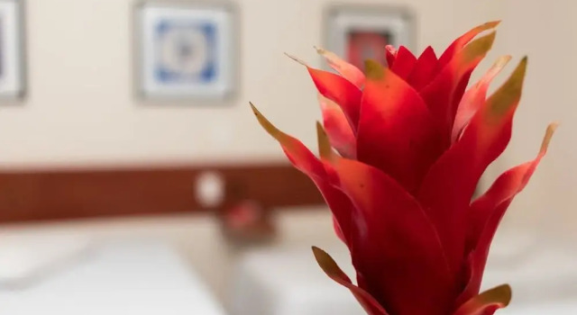 Одноместный номер Economy Turis Hotel