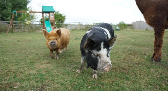 The Piggery Pod, Boek Camping Hotels in Merseyside met zwembad, Zwembad