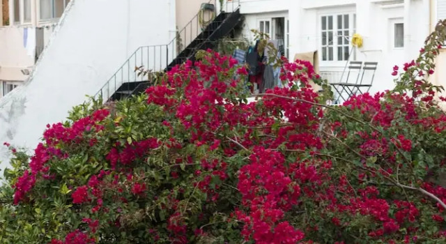 Flores Apartment