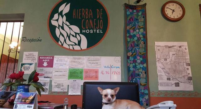 Hierba De Conejo Hostel, Book Hostel Hostels in Oaxaca, Hostel