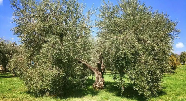 La Collina Degli Ulivi