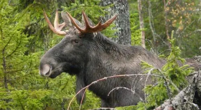 Wildlive Adventures, Забронировать Отель Хеллефорс 