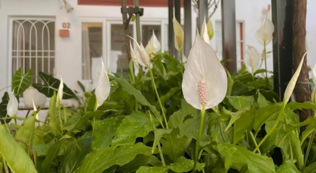 Номер Standard Dốc Garden Homestay Đà Lạt