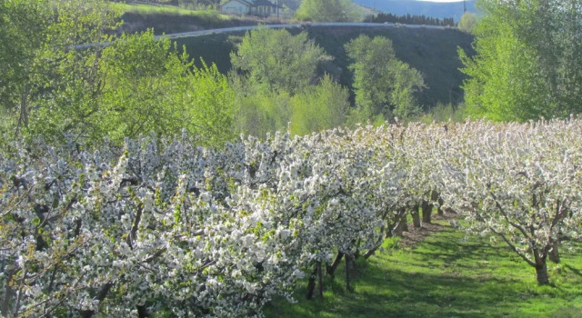 Номер Standard Warm Springs Inn & Winery