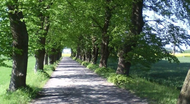 Ruegenfewo-am-Feldrain