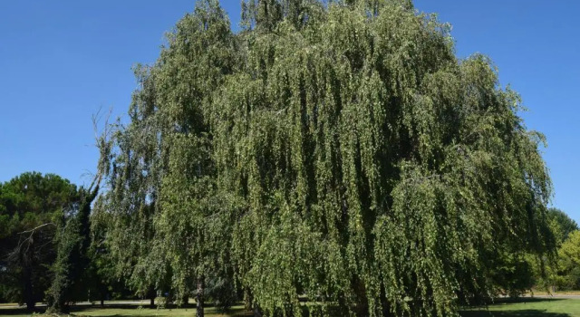Апартаменты Al Salice tranquillità nel verde Via Amendola 24