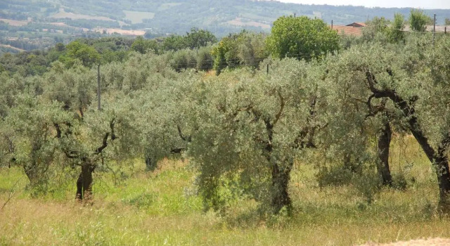Коттедж с 6 комнатами Podere San Giovanni