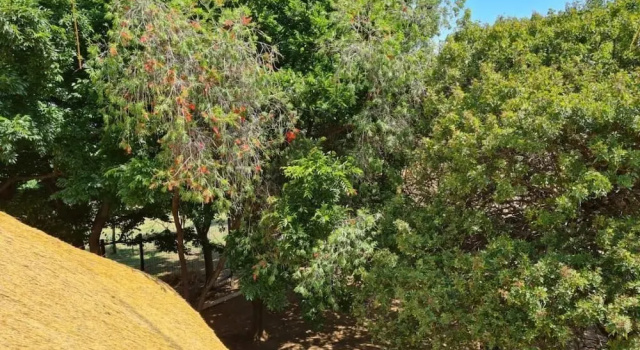 Номер Executive Khaya Africa Guesthouse