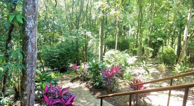 Номер Superior Table Rock Jungle Lodge