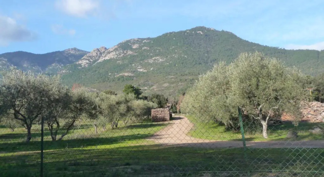 Carestella