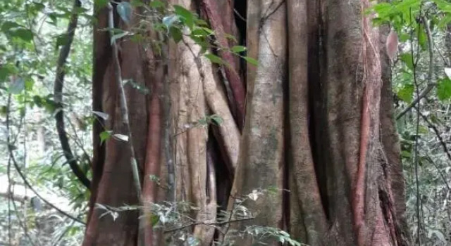 Rainforest River Edge